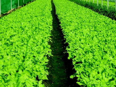 食譜-蔬菜的無毒料理法--摘自《譚敦慈的安心廚房食典》